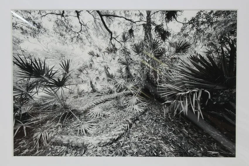 Highlands Hammock #7 by Clyde Butcher, 1995, Print, sold Sep 2019