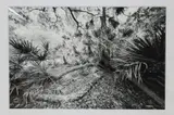 Clyde Butcher, Highlands Hammock #7