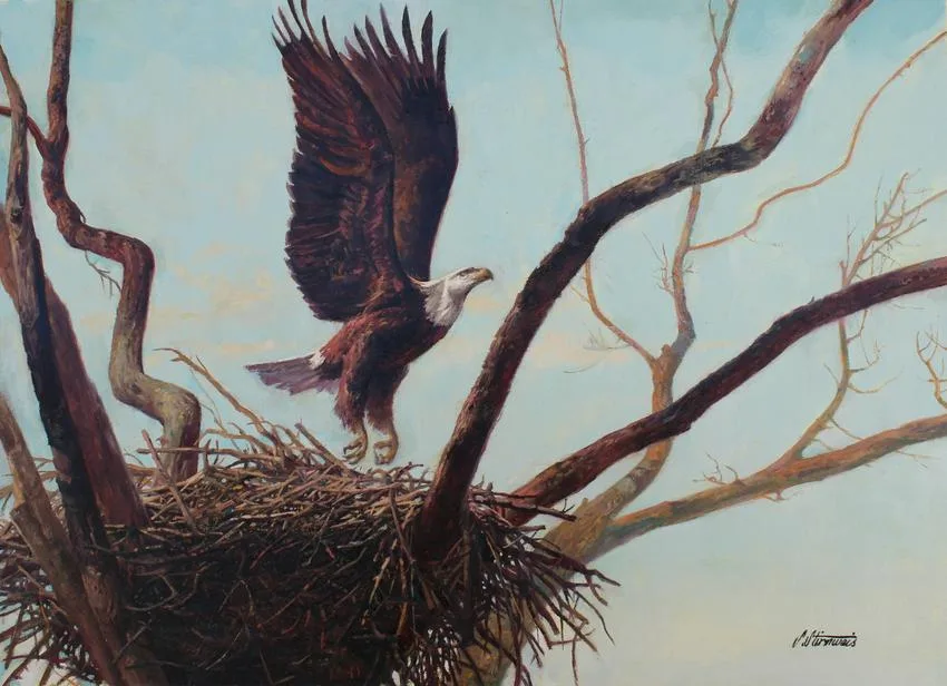 Bald Eagle by Shannon Stirnweis, Oil on Illustration Board, sold Mar 2020