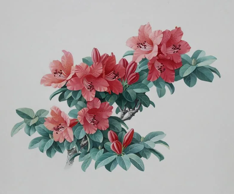 Rhododendron Simsii by Zeng Xiaolian, Watercolor, sold Mar 2020