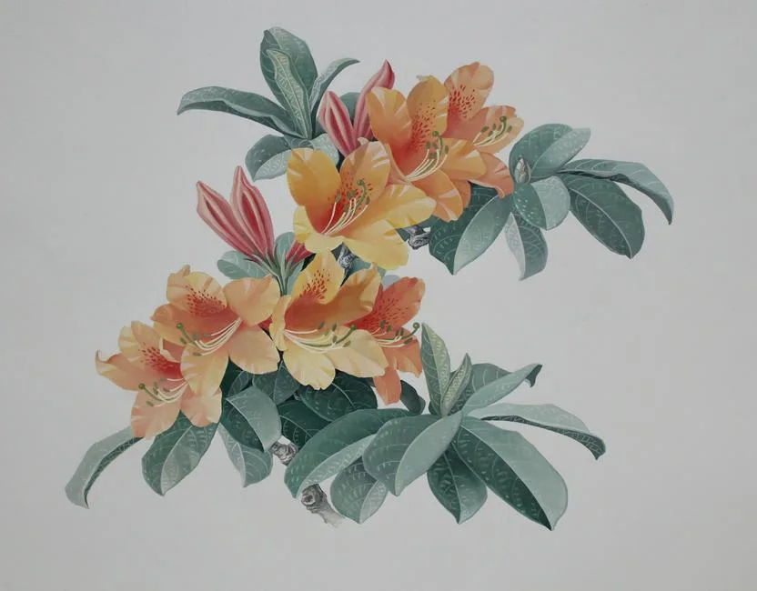 Rhododendron Molle by Zeng Xiaolian, Watercolor, sold Mar 2020