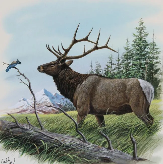 American Elk by Don Balke, Watercolor on Illustration Board, sold Mar 2020