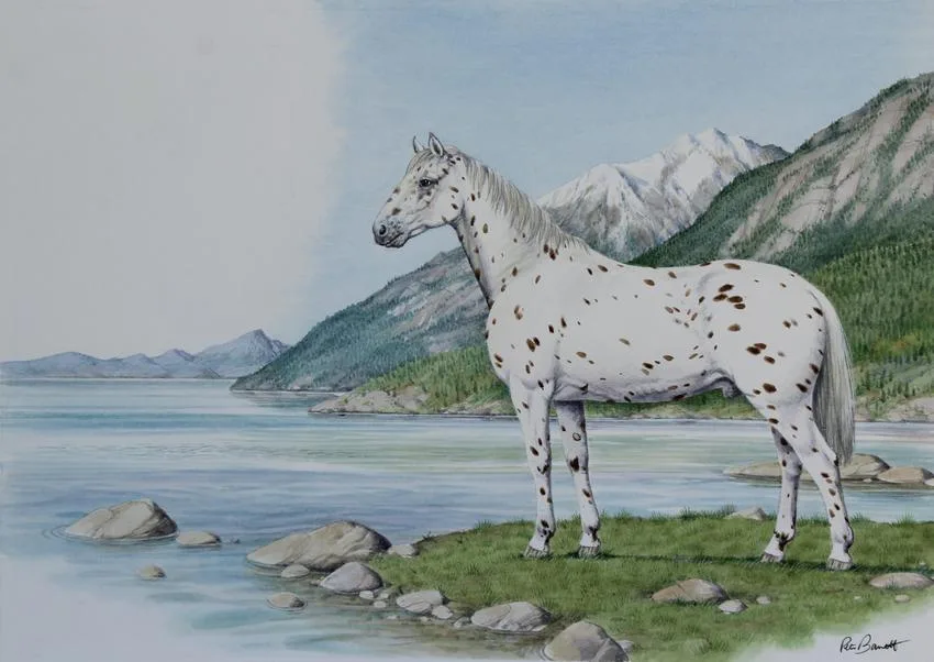 Appaloosa by Peter Barrett, Watercolor, sold Mar 2020