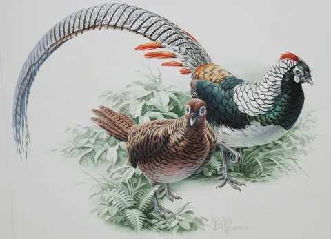 Chinese Copper Pheasant Pair by Zeng Xiaolian, Watercolor, sold Apr 2020