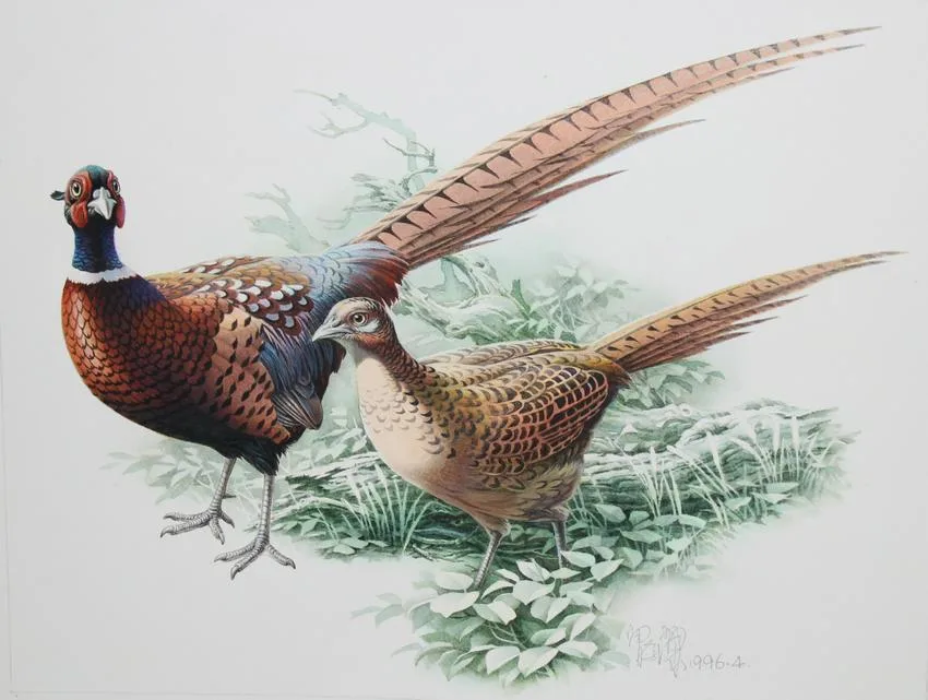 Common Pheasant Pair by Zeng Xiaolian, Watercolor, sold Apr 2020