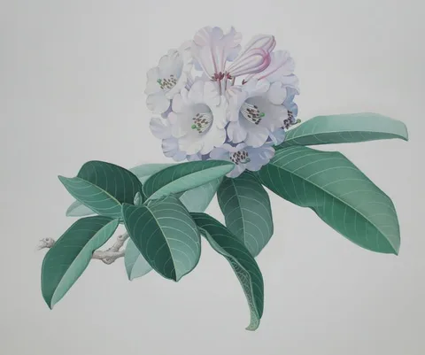 Zeng Xiaolian, Rhododendron Fortunei, Watercolor