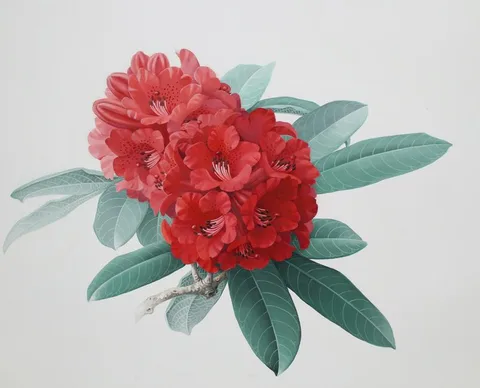 Zeng Xiaolian, Rhododendron Delavayi, Watercolor