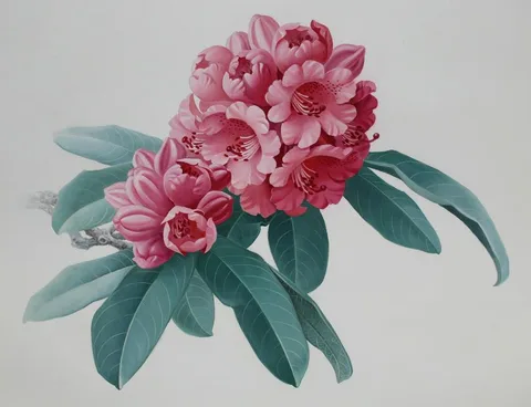 Zeng Xiaolian, Rhododendron Agglutinatum, Watercolor