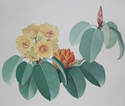 Zeng Xiaolian, Rhododendron Wardii, Watercolor