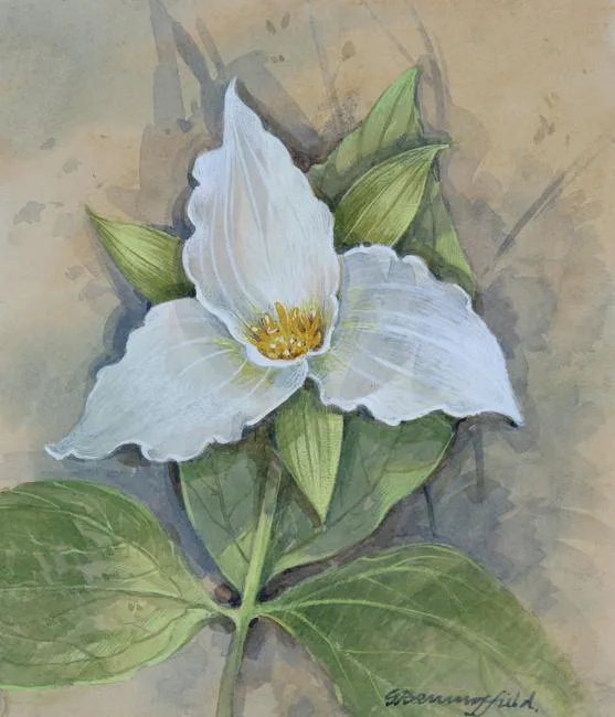 Large - Flowered Trillium by Gordon Beningfield, watercolor/gouache, offered Apr 2020