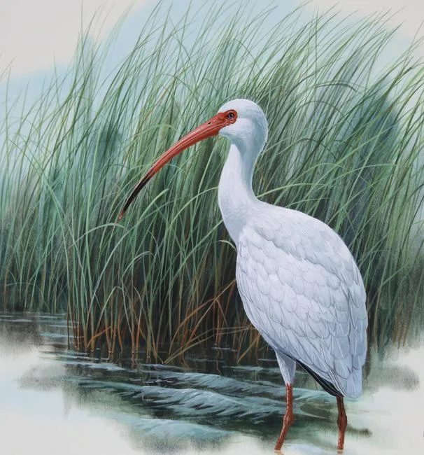 Mississippi / White Ibis by Don Balke, Watercolor on Illustration Board, sold Apr 2020