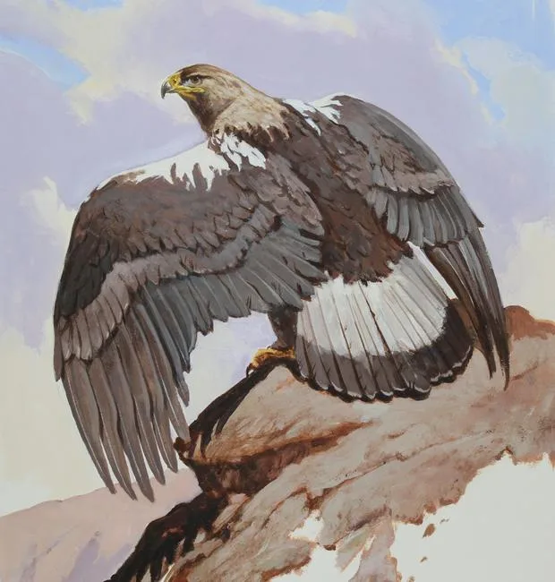 John Swatsley, Spanish Imperial Eagle, Acrylic on Illustration Board