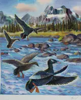 Ivan Kozlov, White Winged Scoter - 1994 Russia Duck Conservation