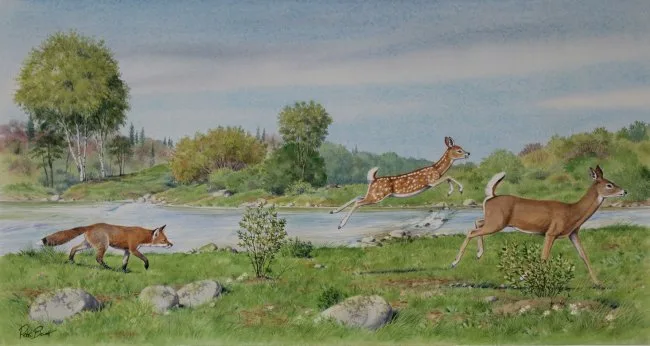 Baby Deer w/ Fox by Peter Barrett, Watercolor on Paper, sold Apr 2020