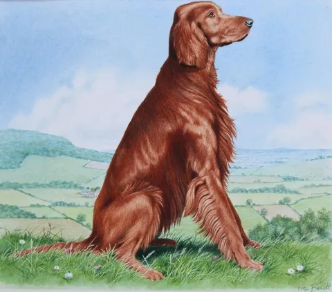 Peter Barrett, Irish Setter, Watercolor on Illustration Board
