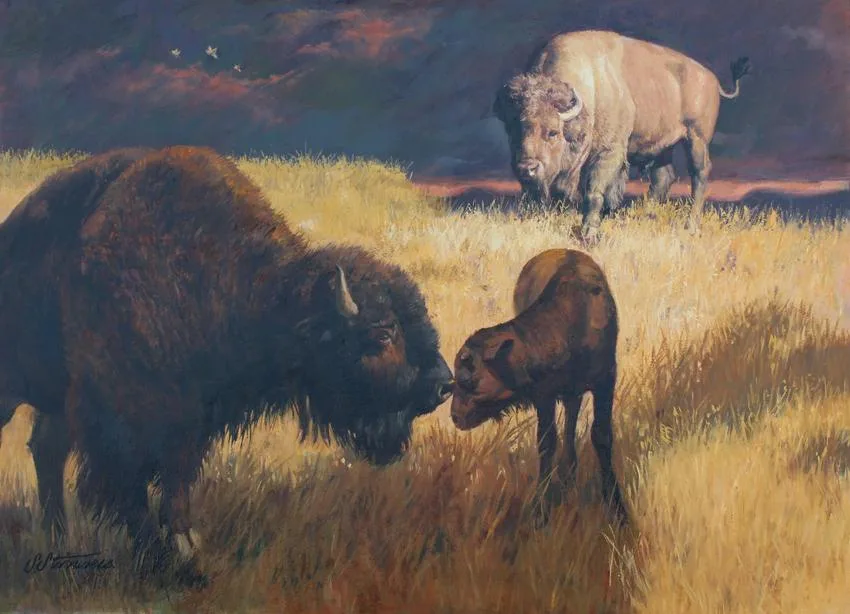 Bison by Shannon Stirnweis, Oil on Illustration Board, sold May 2020