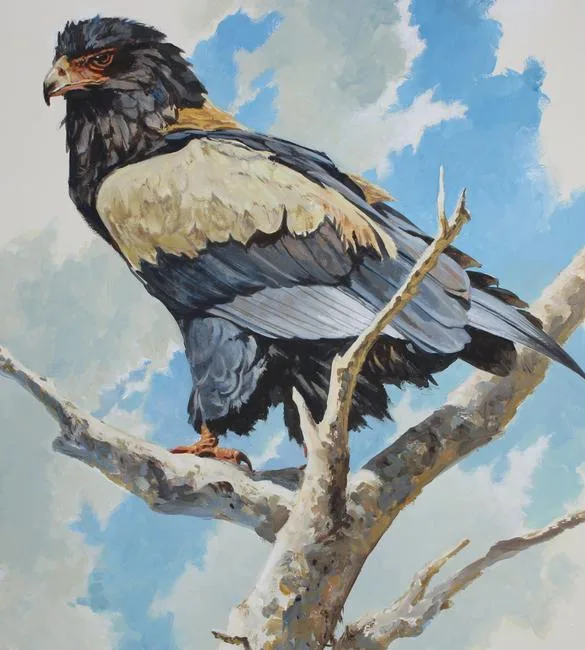 Bataleur Eagle by John Swatsley, Oil on Illustration Board, sold May 2020