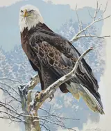 John Swatsley, Bald Eagle