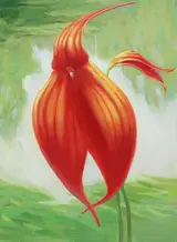Ren Yu, Masdevallia veitchiana Orchid