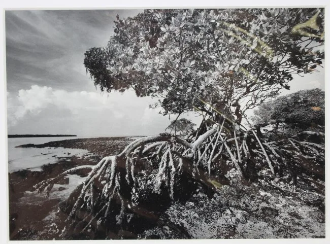 Indian Key Pass #3 by Clyde Butcher, 1995, Print, sold May 2020