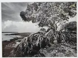 Clyde Butcher, Indian Key Pass #3