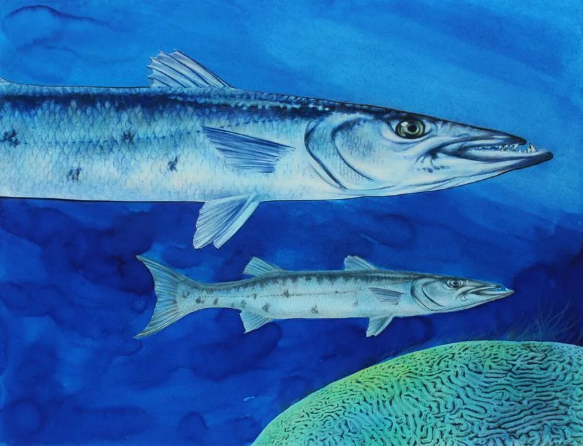 Great Barracuda by Chris Calle, Mixed Media on Illustration Board, sold May 2020
