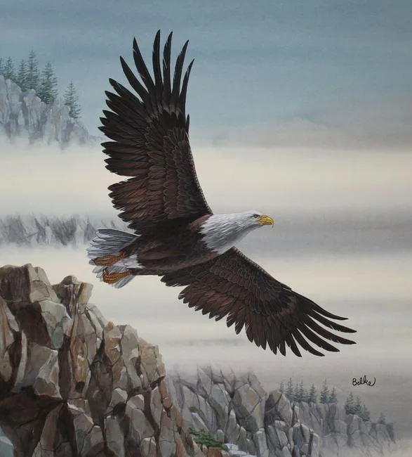Bald Eagle in Flight by Don Balke, Watercolor on Illustration Board, sold Jul 2020