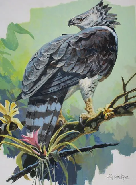 Harpy Eagle by John Swatsley, Oil on Illustration Board, sold Jul 2020