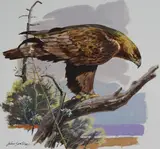 John Swatsley, Golden Eagle