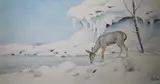 Peter Barrett, The Life of a Baby Deer