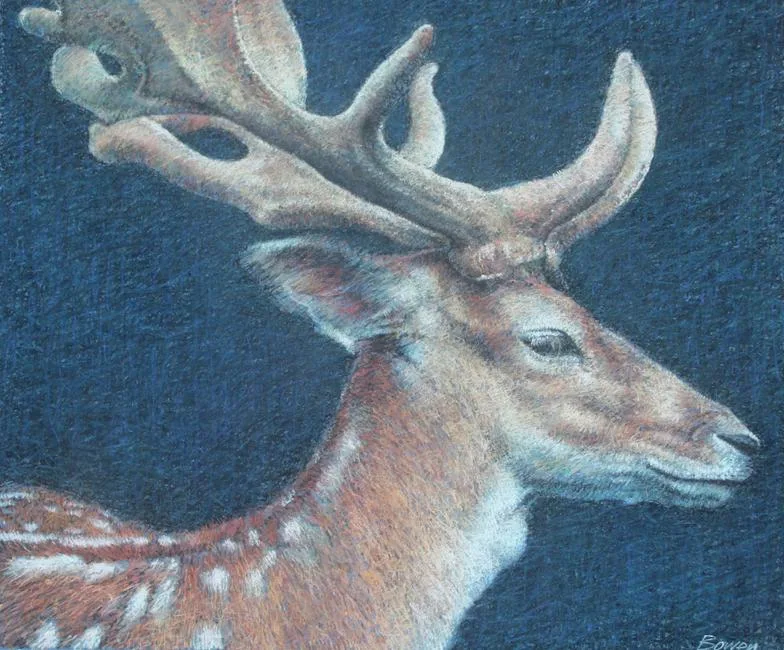 Fallow Deer by Keith Bowen, Chalk on Paper, sold Jul 2020