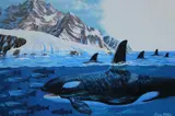 Dean Ellis, Killer Whale