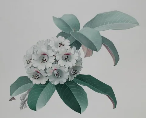 Zeng Xiaolian, Rhododendron Fictolacteum, watercolor