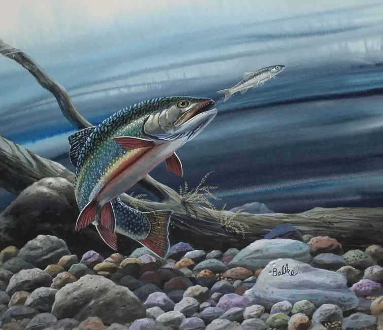 Brook Trout by Don Balke, Watercolor on Illustration Board, sold Jul 2020