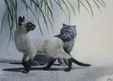 Don Balke, Siamese and Exotic Shorthair Cats