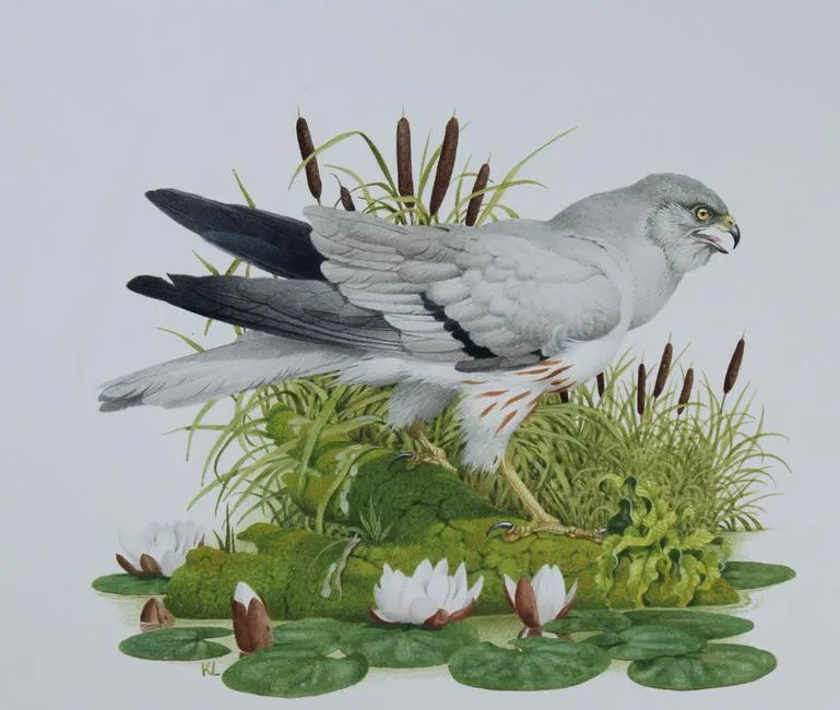 Ken Lilly, Montagu's Harrier Bird, Watercolor on Paper