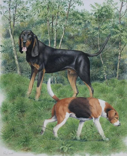 Coonhound and Foxhound by Peter Barrett, Watercolor on Illustration Board, sold Jul 2020