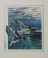 Ivan Kozlov, Red-breasted Merganser