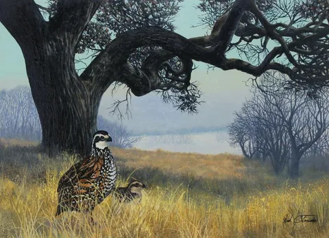 Kirk Stirnweis, Bobwhite Quail, Oil on Illustration Board
