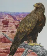 Chris Calle, Grand Canyon Panorama