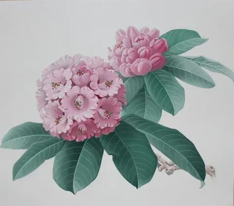 Zeng Xiaolian, Rhododendron Rex, watercolor