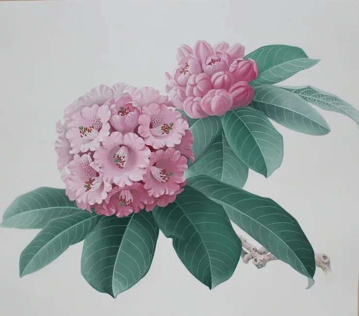 Rhododendron Rex by Zeng Xiaolian, watercolor, sold Jul 2020
