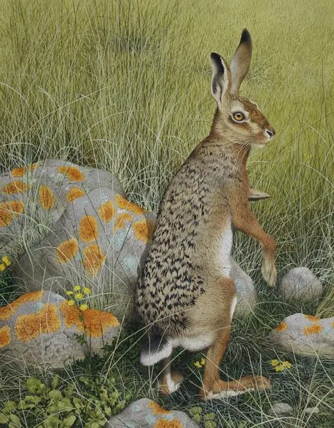 Ken Lilly, Hare, Watercolor on Paper