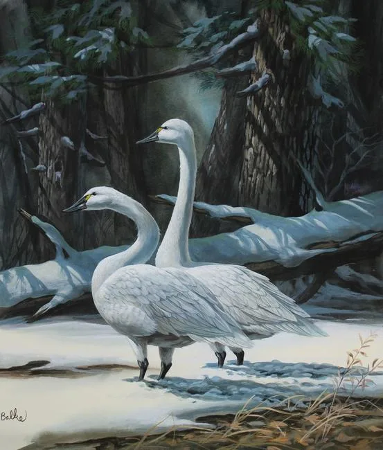 White Swan by Don Balke, Watercolor on Illustration Board, sold Aug 2020