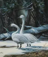 Don Balke, White Swan