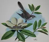 Don Balke, Mockingbird and Magnolia