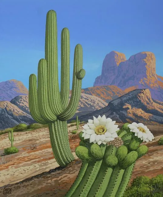 Carnegiea gigantea Cactus by Chuck Ripper, Gouache/Watercolor on Illustration Board, sold Aug 2020