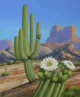 Carnegiea gigantea Cactus, Helmuth Stone Gallery 2020