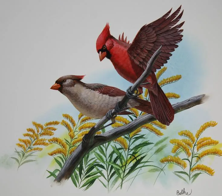 Don Balke, Cardinal and Goldenrod, Watercolor on Illustration Board