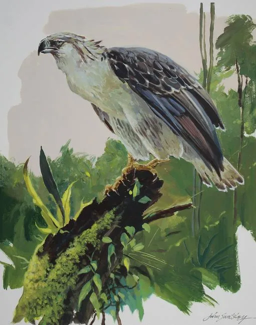 Philippine Eagle by John Swatsley, Oil on Illustration Board, sold Aug 2020